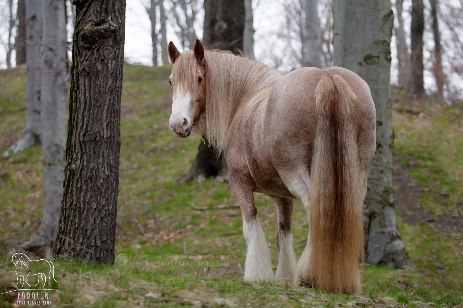 beautiful gypsy horse